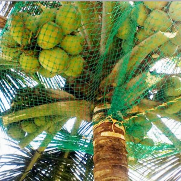 Coconut tree safety nets installation in Bengaluru for protection from falling coconuts and animals