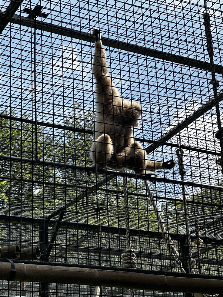 Monkey safety nets installation in Bengaluru for balcony and terrace protection